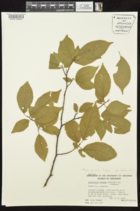 Prunus mexicana image