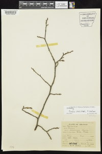 Prunus mexicana image