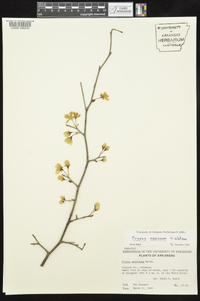 Prunus mexicana image