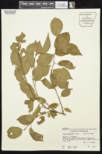 Prunus mexicana image