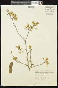 Prunus mexicana image