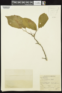 Prunus mexicana image