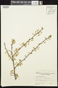 Prunus mexicana image