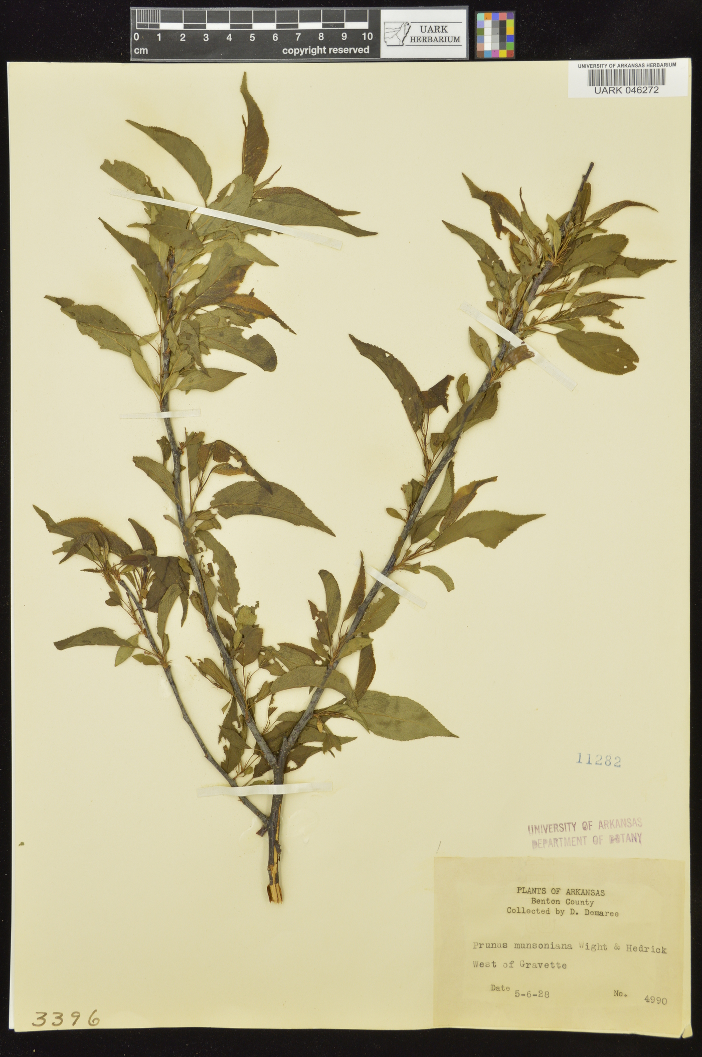 Prunus munsoniana image