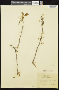 Prunus munsoniana image