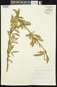 Prunus persica image