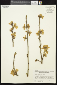 Prunus persica image