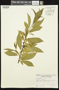 Prunus persica image