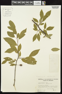 Prunus umbellata image