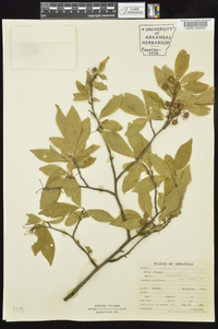 Prunus umbellata image