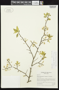 Prunus umbellata image