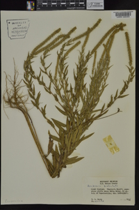 Ambrosia bidentata image