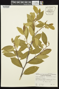 Prunus caroliniana image