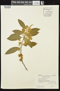 Prunus caroliniana image