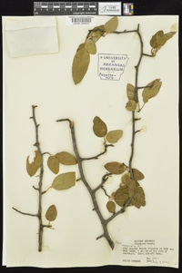 Pyrus angustifolia image