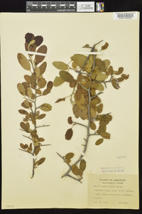 Malus angustifolia image