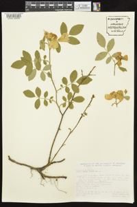 Rosa carolina subsp. carolina image