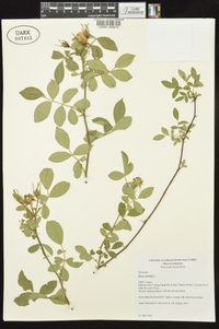 Rosa carolina subsp. carolina image