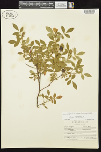 Rosa carolina subsp. carolina image