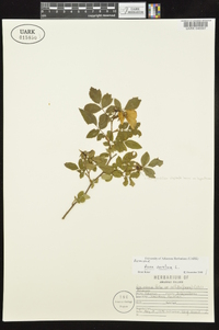 Rosa carolina subsp. carolina image