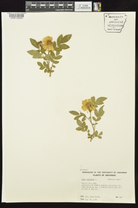 Rosa carolina subsp. carolina image