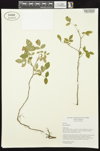 Rosa carolina subsp. carolina image