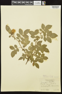 Rosa carolina subsp. subserrulata image