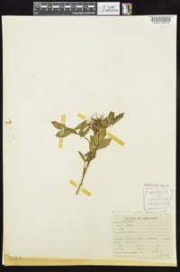 Rosa carolina subsp. subserrulata image