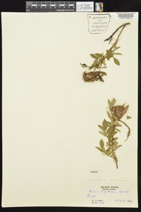 Rosa carolina subsp. subserrulata image