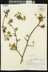 Pyrus calleryana image