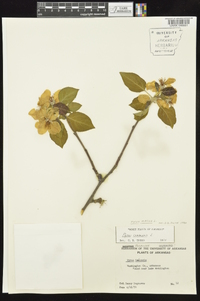 Malus sylvestris image