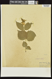 Rhodotypos scandens image