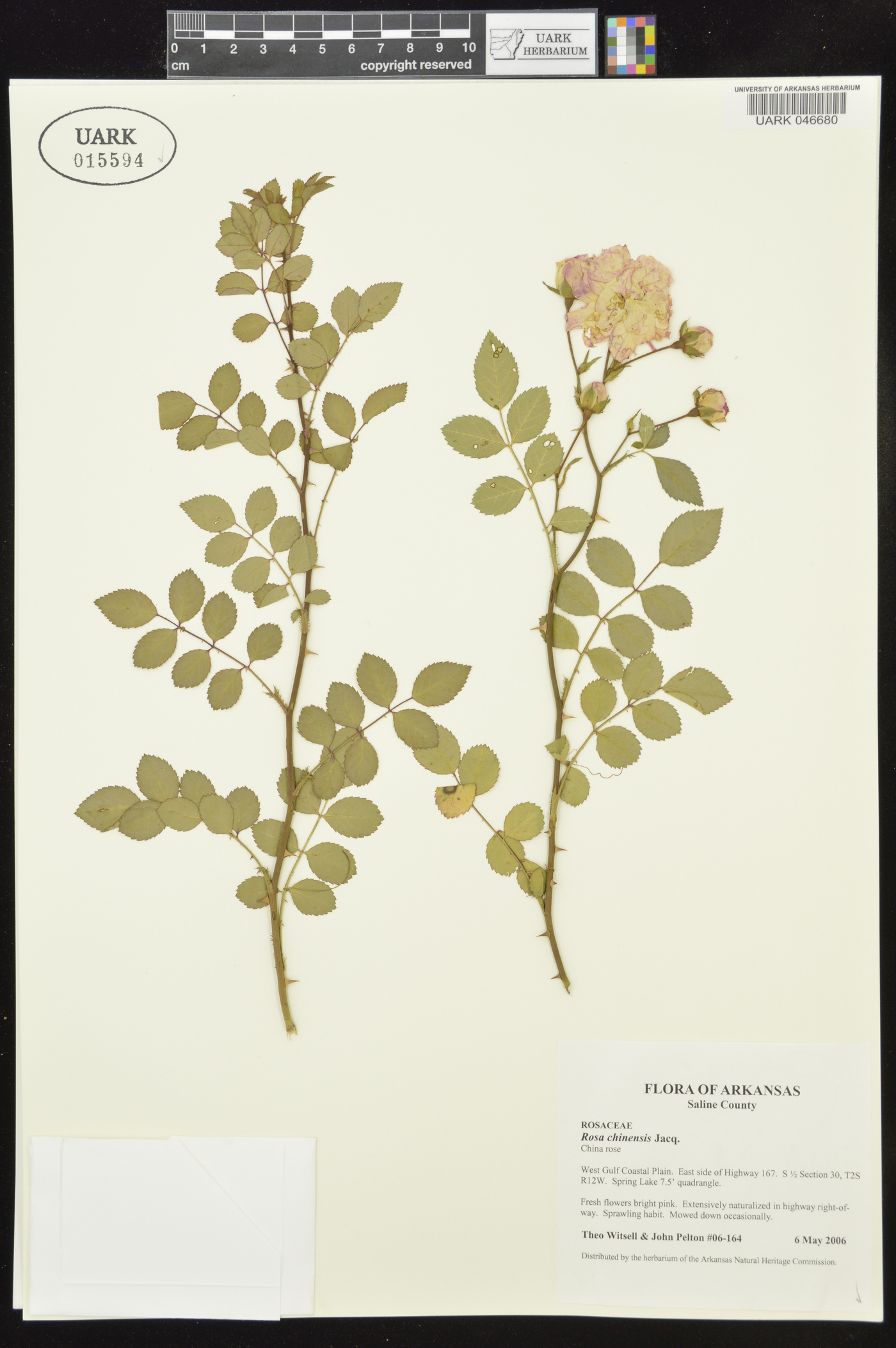 Rosa lucieae image