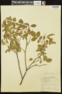 Rosa carolina subsp. subserrulata image