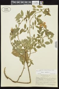 Rosa carolina subsp. subserrulata image