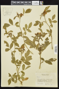 Rosa carolina subsp. subserrulata image