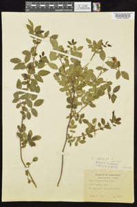 Rosa carolina subsp. subserrulata image