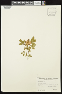 Rosa carolina subsp. subserrulata image