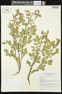 Rosa carolina subsp. subserrulata image