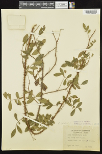 Rosa carolina subsp. subserrulata image