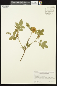 Rosa carolina subsp. subserrulata image