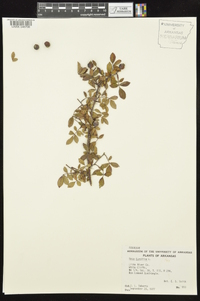 Rosa carolina subsp. subserrulata image