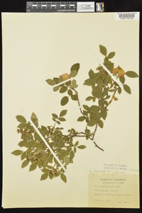 Rosa carolina subsp. subserrulata image