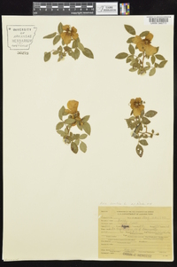 Rosa carolina subsp. subserrulata image