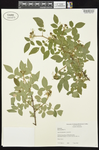 Rosa carolina subsp. subserrulata image