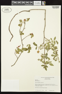 Rosa carolina subsp. subserrulata image