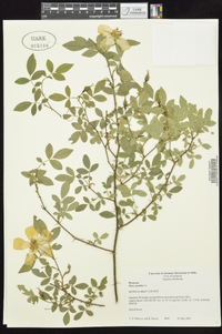 Rosa carolina subsp. subserrulata image