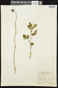 Rosa carolina subsp. subserrulata image