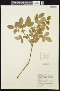 Rosa carolina subsp. subserrulata image