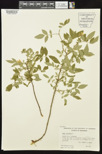 Rosa carolina subsp. subserrulata image